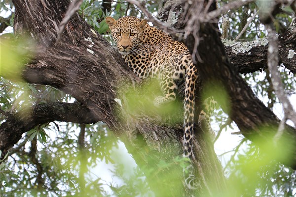 Kruger-national-park-leopard-female-silver-cluster leaf-tree